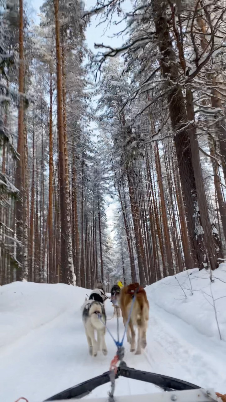 big_glebowski в LOOKY. #хаски,#собачьяупряжка,#зимнийлес,#карелия. Маленькое путешестви...