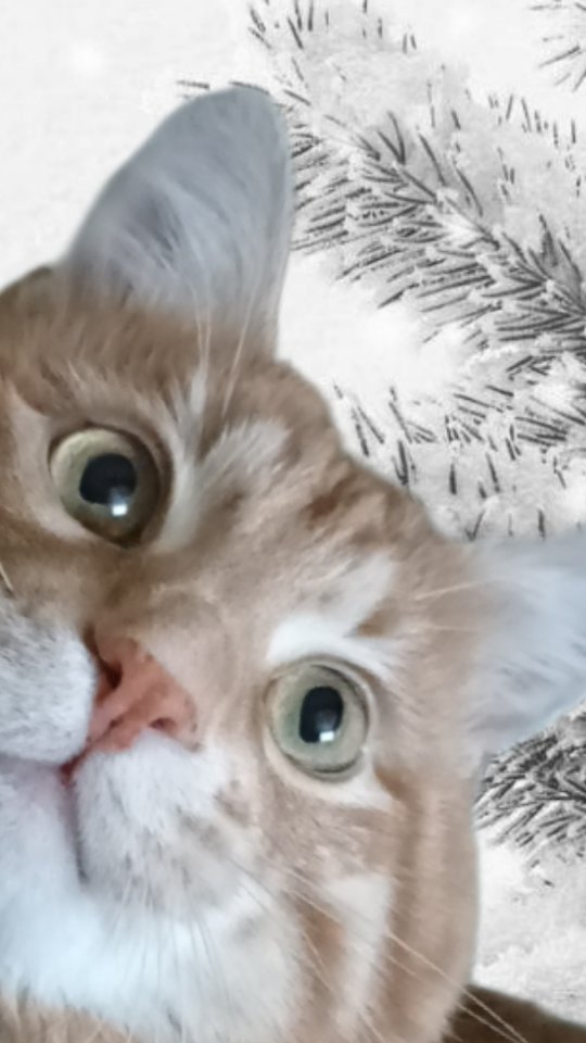 filipskaya.smm в LOOKY. #котпряник#котики#2024#новыйгод#рождество#мысликота. #котпряник#котики#20...