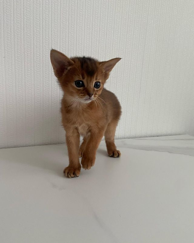 golden_panther_louis в LOOKY. . Наша мини фотосессия...