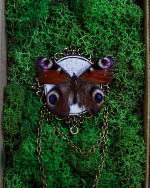 Омут в LOOKY. #taxidermy,#entomology,#craft. #taxidermy #entomolo...