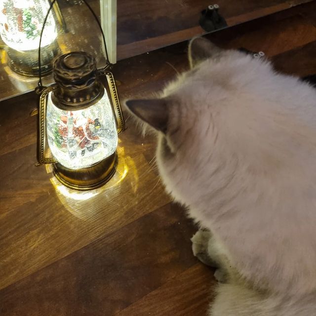 happymarsik в LOOKY. #марселькаимаркуша,#марселькаисанька,#марселькаидизель,#котикилучшелюдей,#котолучикидобра,#бумерангдобра,#Рождество,#люблюсвоегокота. Мои любимые друзья, ...