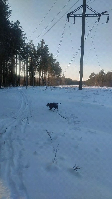 boxer_tyson_dog в LOOKY. #boxerdog,#loveislove. #boxerdog #loveislov...
