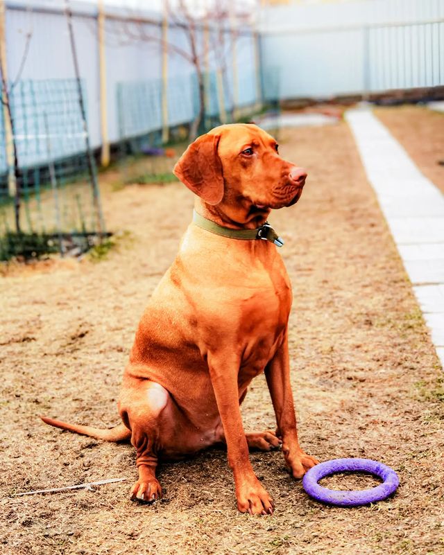 boni_beagle_askennel в LOOKY. #гостиницадлясобакастрахань,#новыйгод2024,#песо-дача. #гостиницадлясобакас...