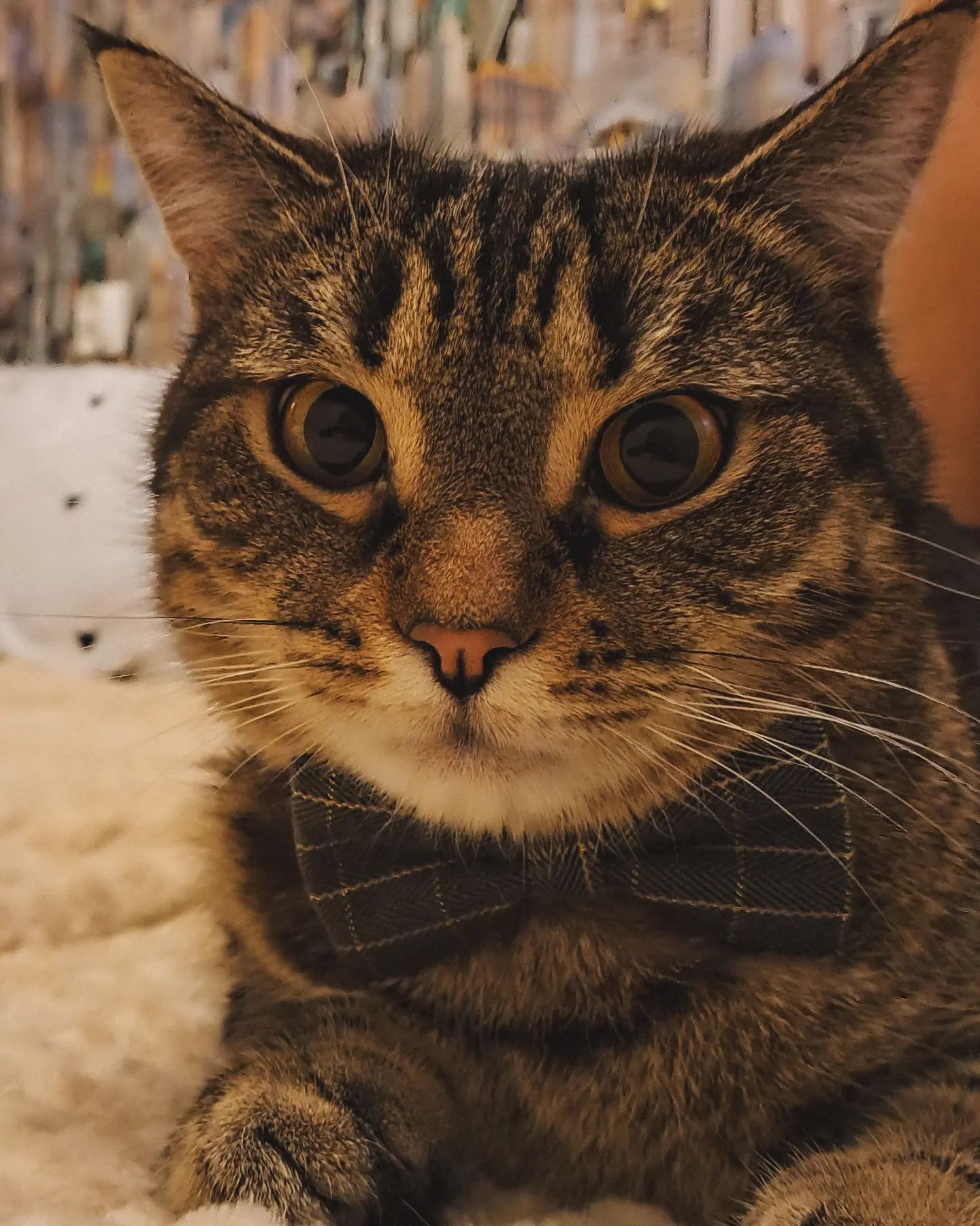 bestie_sonik в LOOKY. . Мои котики выглядят ...