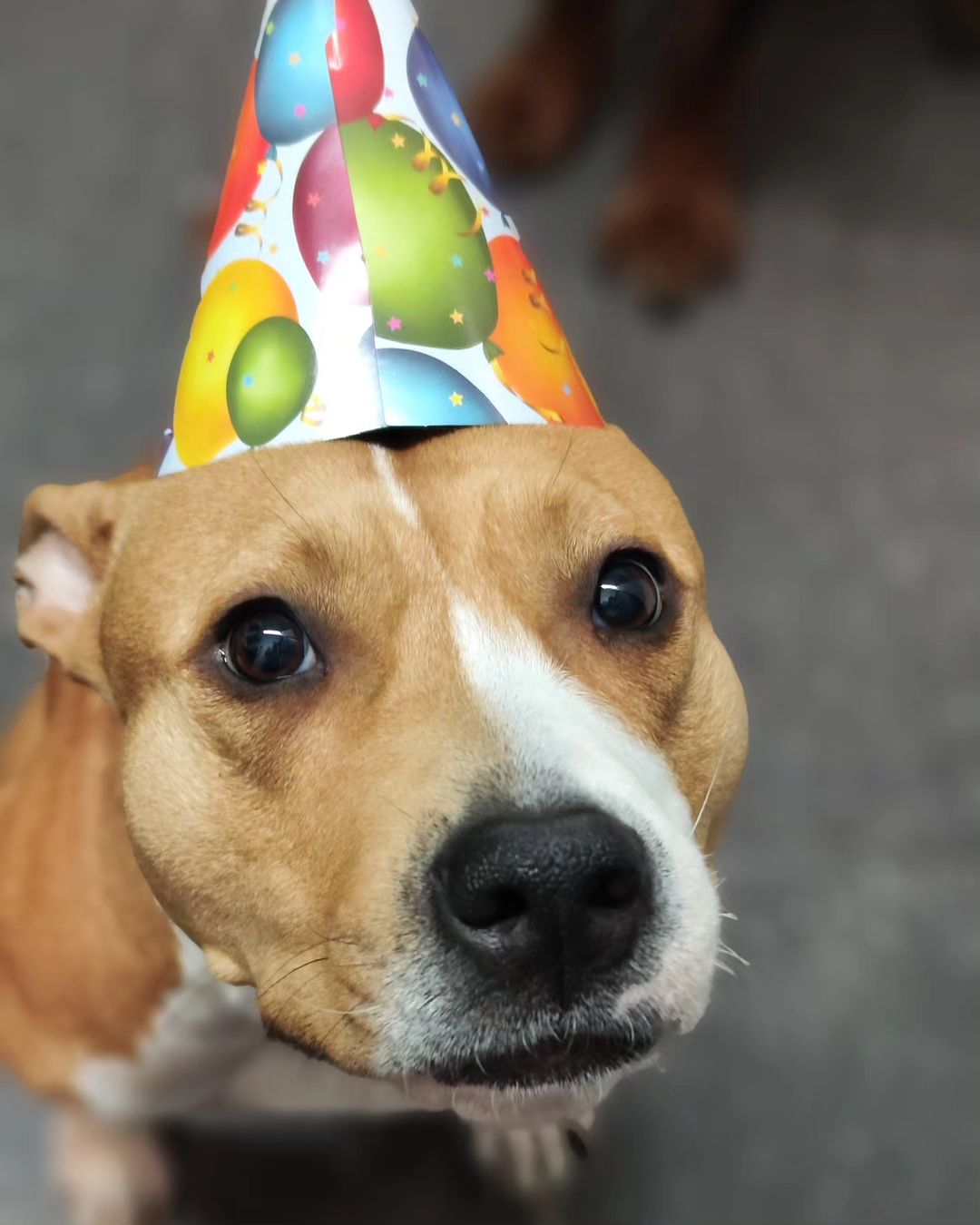 Seems like it was yesterday when we found you in the trash bin. And look at you! 4 years old today! Happy birthday,my baby boo ❤️ We will give you the best life, you could ever imagine. Belka is 4!