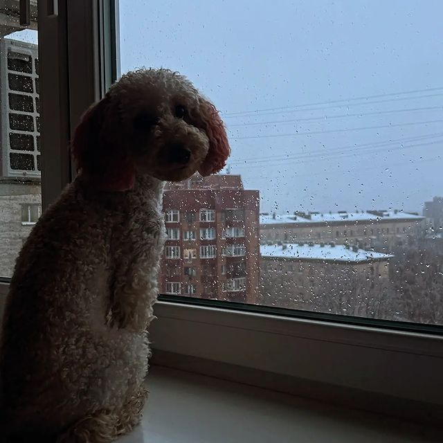mariko_taganrog в LOOKY. #тойпудель,#карликовыйпудель,#пудельтаганрог,#таганрог,#продампуделя,#продажащенка,#продажапуделя,#щенкипуделя,#купитьпуделя,#poodles,#poodliesinstagram,#хочупуделя,#нашидрузья,#подарок,#кроха,#пудельростов,#тусовка,#пуделькраснодар,#пудельроссия,#пудельдоставка,#плюшевыймалыш,#комочексчастья,#супердетки,#нашпудель,#пудель,#красныйпудель,#абрикосовыйпудель,#малышпудель,#черныйпудель,#мариамхоббикакжизнь. Мамочка пошли гулять...