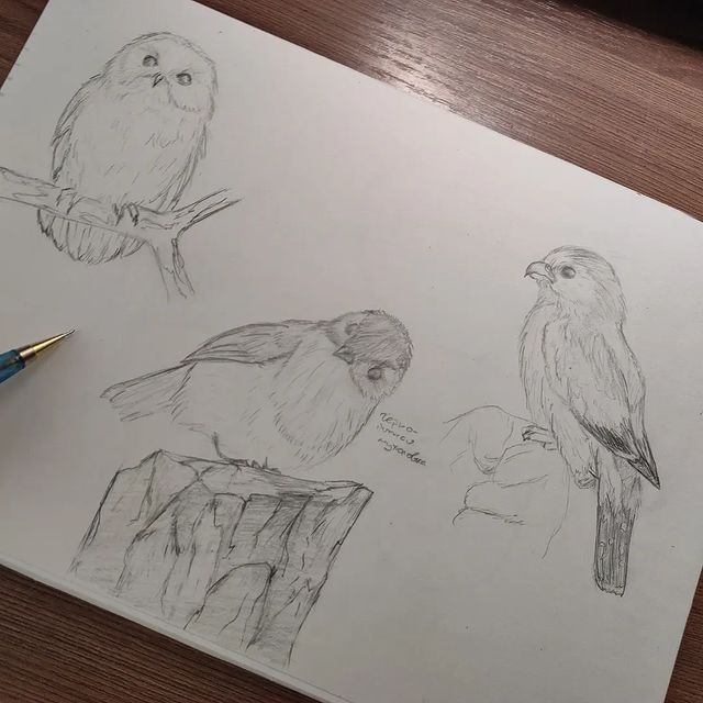_nat__ani_live в LOOKY. #scetchbook,#bird,#birdart,#рисуноккарандашом,#drawingsketch. Пташки самые разные❤...
