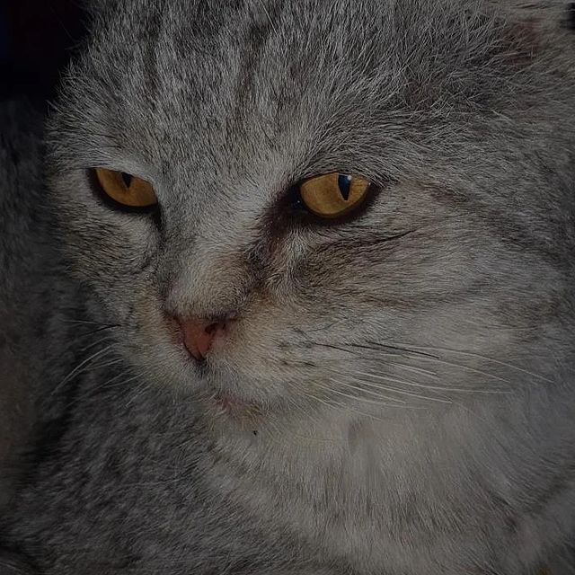 malikitton в LOOKY. . Что ещё нужно для ко...