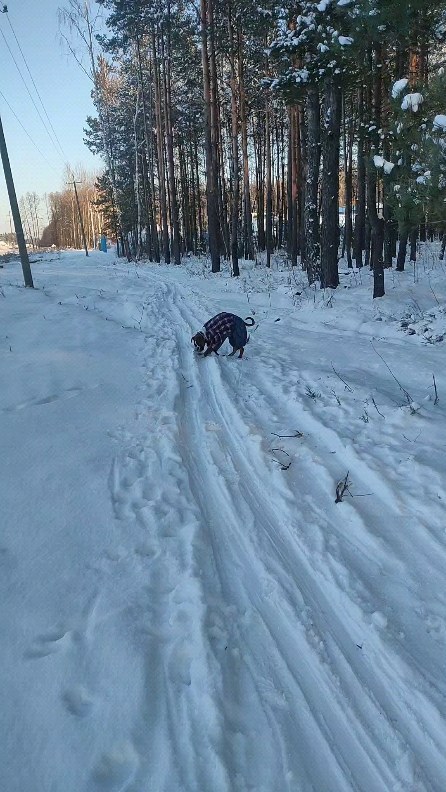 boxer_tyson_dog в LOOKY. . null