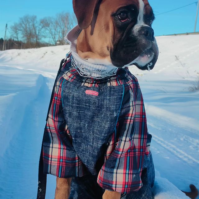 boxer_tyson_dog в LOOKY. #boxer,#прогулки,#любовь,#жизнь. Хорошая прогулка. #b...
