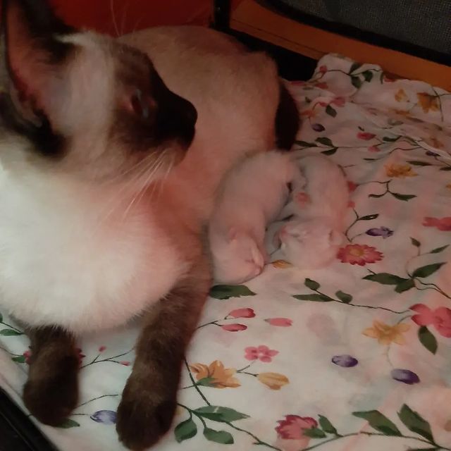 irinamiljakova в LOOKY. #коты,#купитькотенка,#котятаворонеж,#котятаизпитомника,#котятапитомник,#котяталипецк,#котики,#котята,#котятамосква,#питомниктайскихкошек,#породистыекотятамосква,#продамкотенка,#питомниккошек,#породистыекотята,#тайскиекотятамосква,#тайскиекотяталипецк,#тайскиекотятаворонеж,#тайскиекошки,#treasureasia,#thacat,#thacatsofworld,#thacats,#catlover,#cats,#catlife,#cats_of_world,#catsofinstagram. Ровно год и один ден...