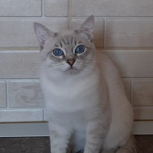 irinamiljakova в LOOKY. #коты,#купитькотенка,#котятаворонеж,#котятаизпитомника,#котятапитомник,#тайскиекотятамосква,#тайскиекотята,#тайскиекотяталипецк,#тайскиекотятаворонеж,#тайскиекоты,#treasureasia,#thacatoftheday,#thacatsofworld,#thacats,#catlover,#cats,#catlife,#cats_of_world. Р'Мельхиор папа наши...