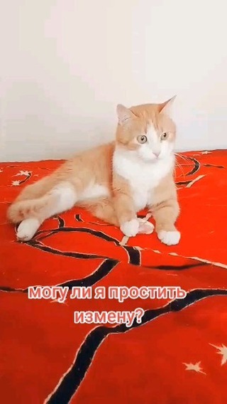 marina_in_love в LOOKY. #измена,#наизмене,#юмор,#отношения,#верность,#кот,#котик,#котики,#коты,#рыжийкот,#безкотаижизньнета,#cat,#cats,#pet,#pets,#catsofig,#котэ,#ушилапыхвост. #измена #наизмене #ю...