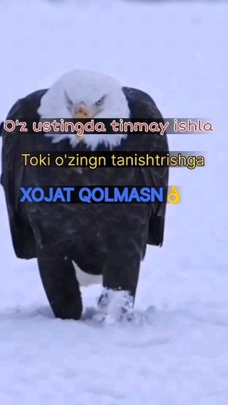 qora_tunlarm в LOOKY. . O'z uztingda tinmay ...