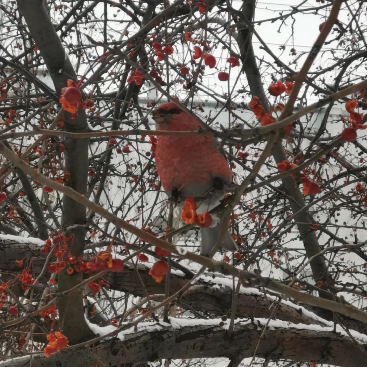 tomovna в LOOKY. #птицы,#птицывгороде,#птицызимой,#барнаул. Щур на рябине и на я...