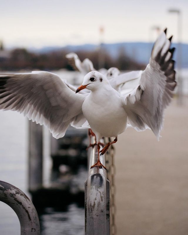 pasharocket в LOOKY. #seagull,#wharf,#wildbirds,#swissnature,#zurich🇨🇭. – У вас тут первый р...