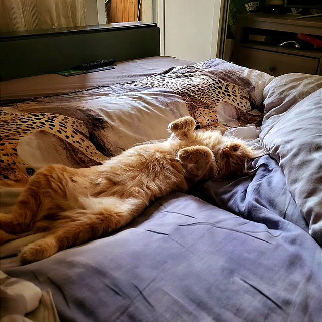 _shizzzua в LOOKY. #cat. #cat