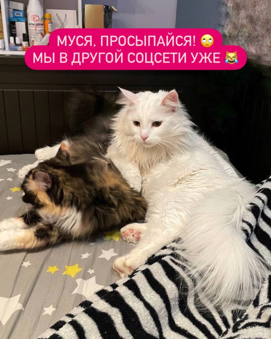 cat_bastion_coon в LOOKY — New‼️ Всем приветики наши дорогие и любимые друзья! Всех с п