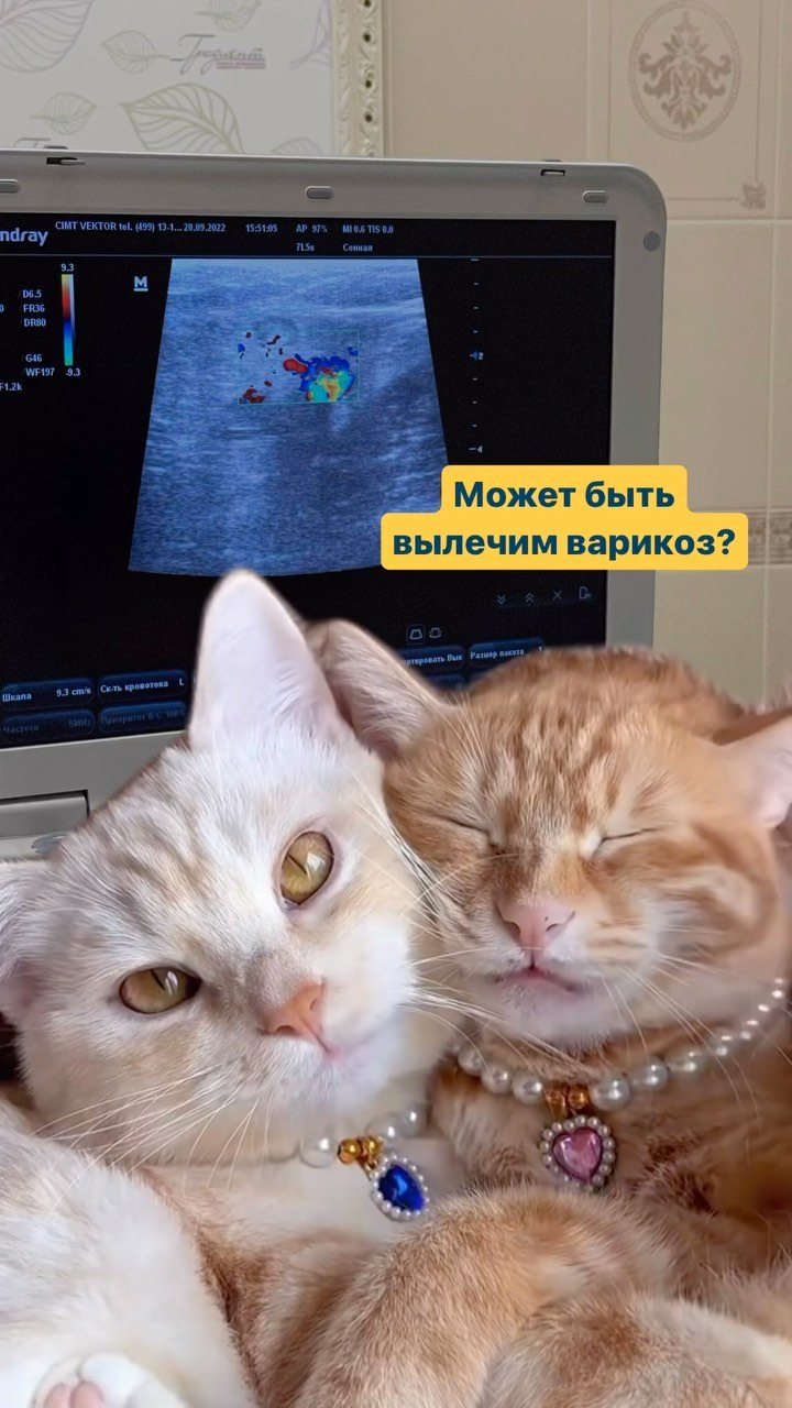 doc_ermak в LOOKY. . Эндовазальная лазерн...
