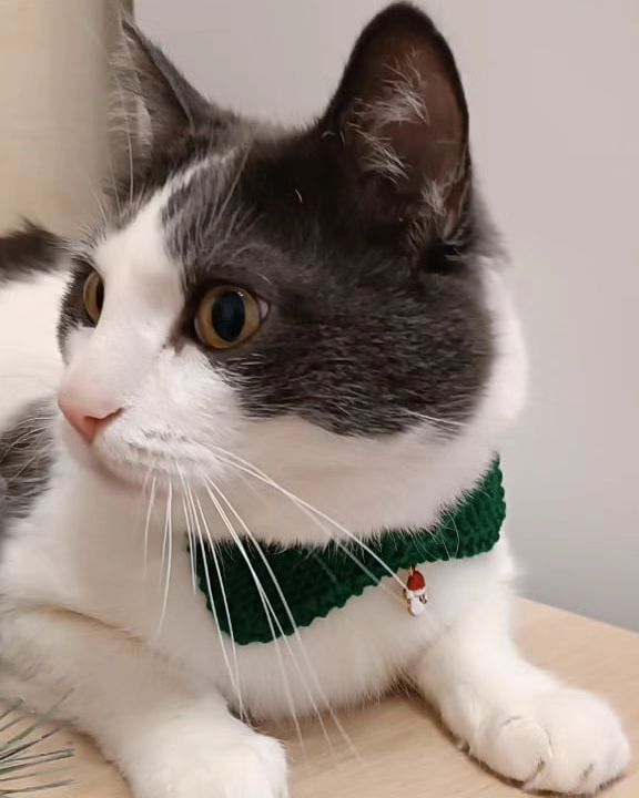 larisa_i_zhora в LOOKY. . Мартичек, 😻🥰 @marc...