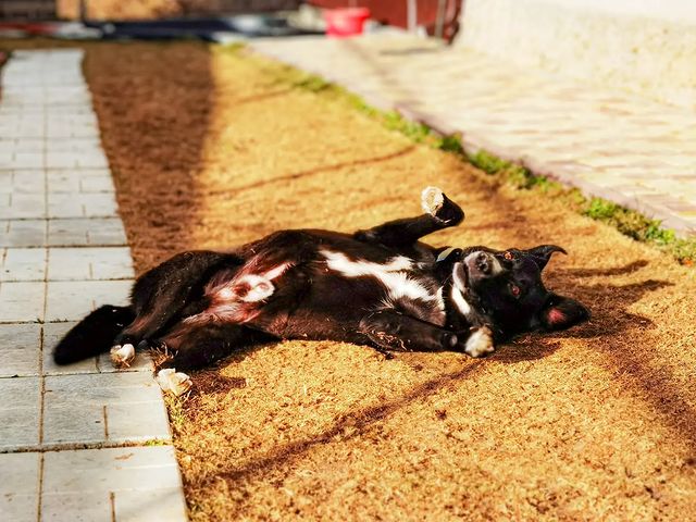 boni_beagle_askennel в LOOKY. #гостиницадлясобакастрахань,#песо-дача,#зимавастрахани. Всего один день и из...