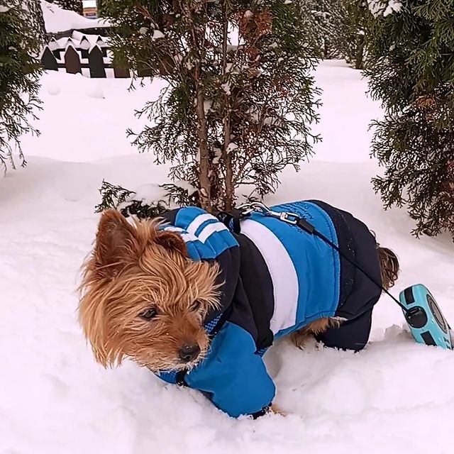 jorji_jorji2 в LOOKY. . Как здорово гулять п...