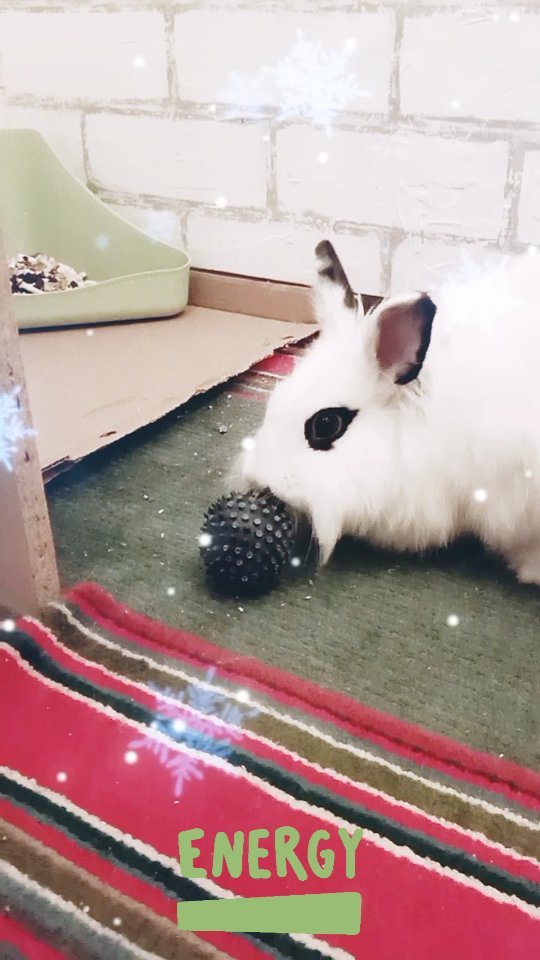 zefirka_bunny в LOOKY. #crazy#rabbitstagram#bunnylover#kawaii#yummy#petlover#crazybunny,#pets#rabbitlover#crazyrabbit#кролик. Какая энергичная сег...