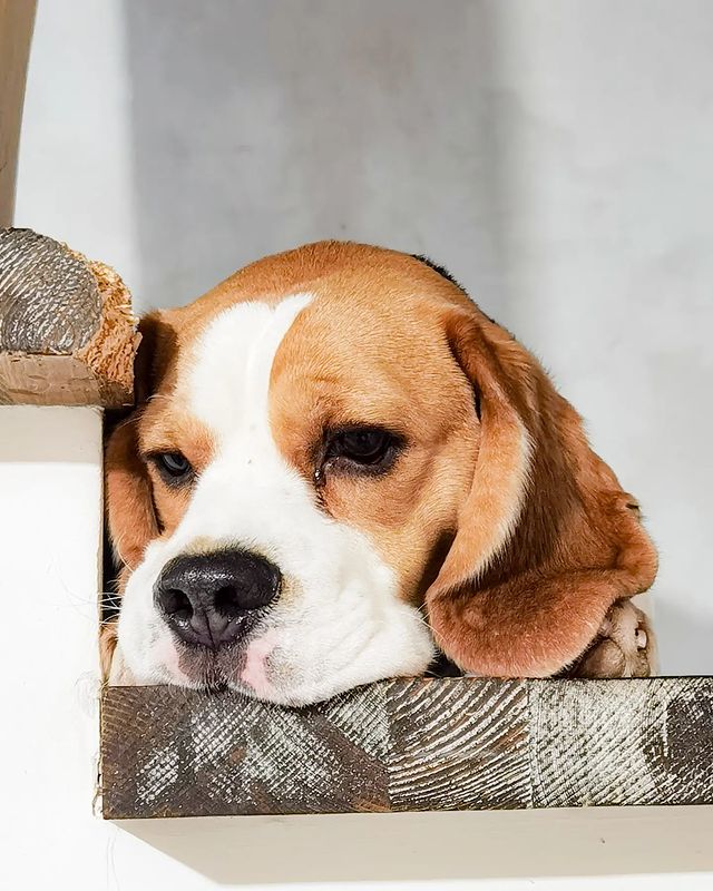 boni_beagle_askennel в LOOKY. #гостиницадлясобакастрахань,#песо-дача,#новыйгод2024. Когда наблюдаешь свы...