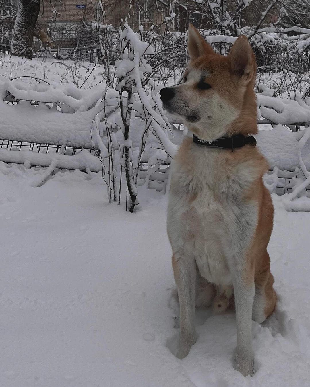 nedozlyuka в LOOKY — 🐕🤍