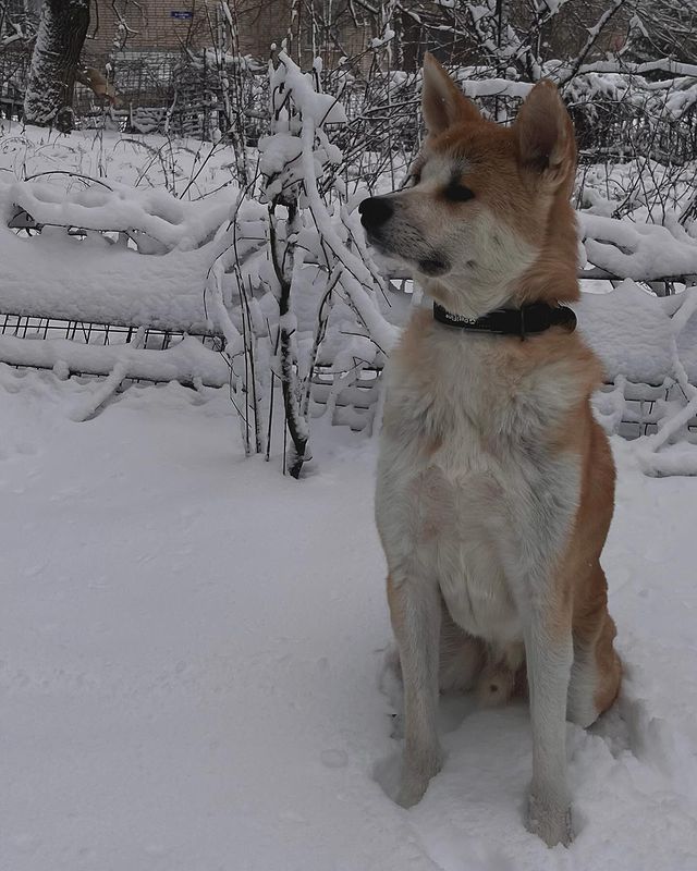 nedozlyuka в LOOKY. . 🐕🤍