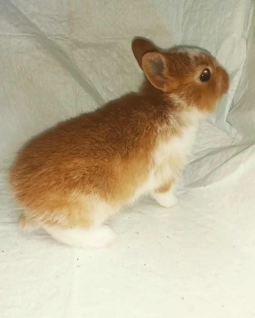 kviki2024 в LOOKY — фото 1