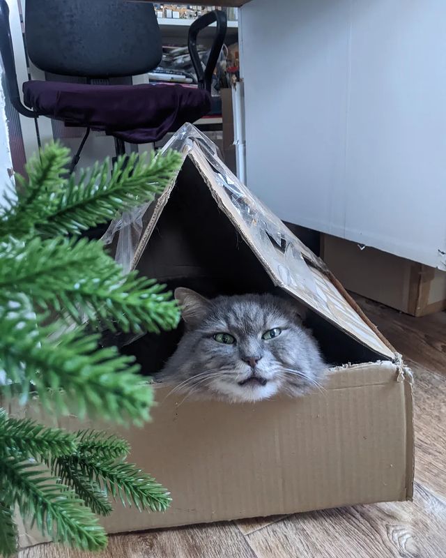 santosha_geksik в LOOKY. . Сантошинка хитрец ко...