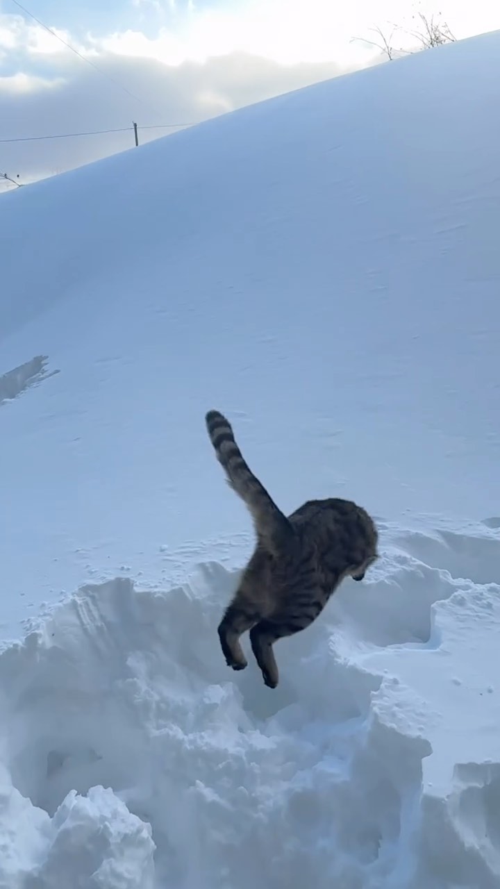 xtina_gl в LOOKY. #снежныйкот,#котейки,#котэ,#кошкитакиекошки,#кота,#котяра,#кошки,#котёнок,#котикиправятмиром,#кошкамоя,#котенок,#котопес,#котики,#кошаки,#котаны,#коты,#котейка,#кошара,#коттедж,#коте,#котя,#кошка,#котята,#инстакот,#кошечка,#котик,#котятки,#кот. А нефиг было жрать м...