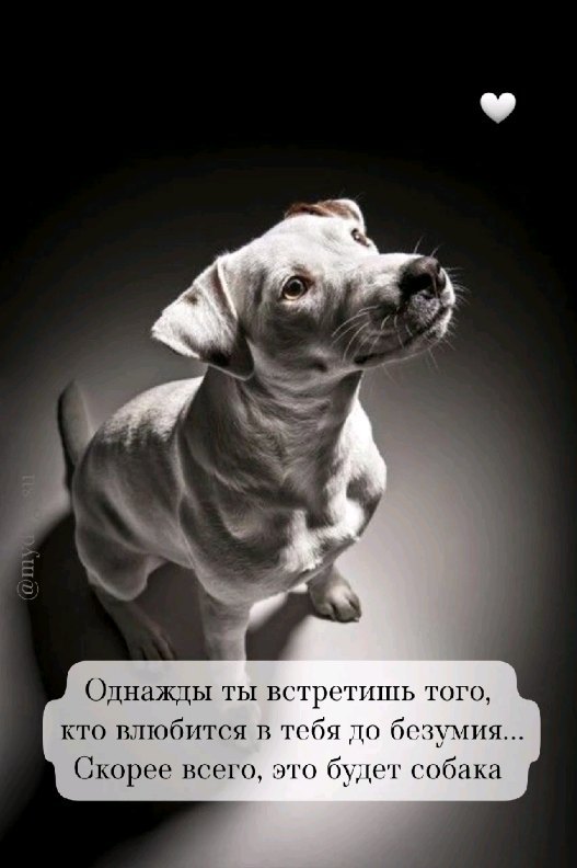 marina_puzankova38 в LOOKY. . 🐕