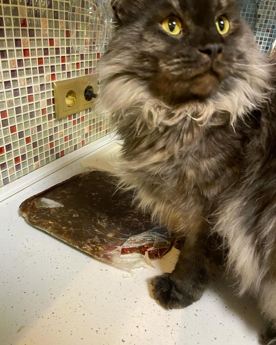 cat_bastion_coon в LOOKY — Это точно не Я 🙀 Посмотри в мои честные глаза! 👀😻

Ну что