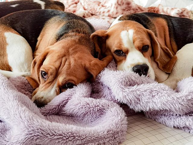 boni_beagle_askennel в LOOKY. #гостиницадлясобакастрахань,#песо-дача. 🐾 Друзья не разлей ...