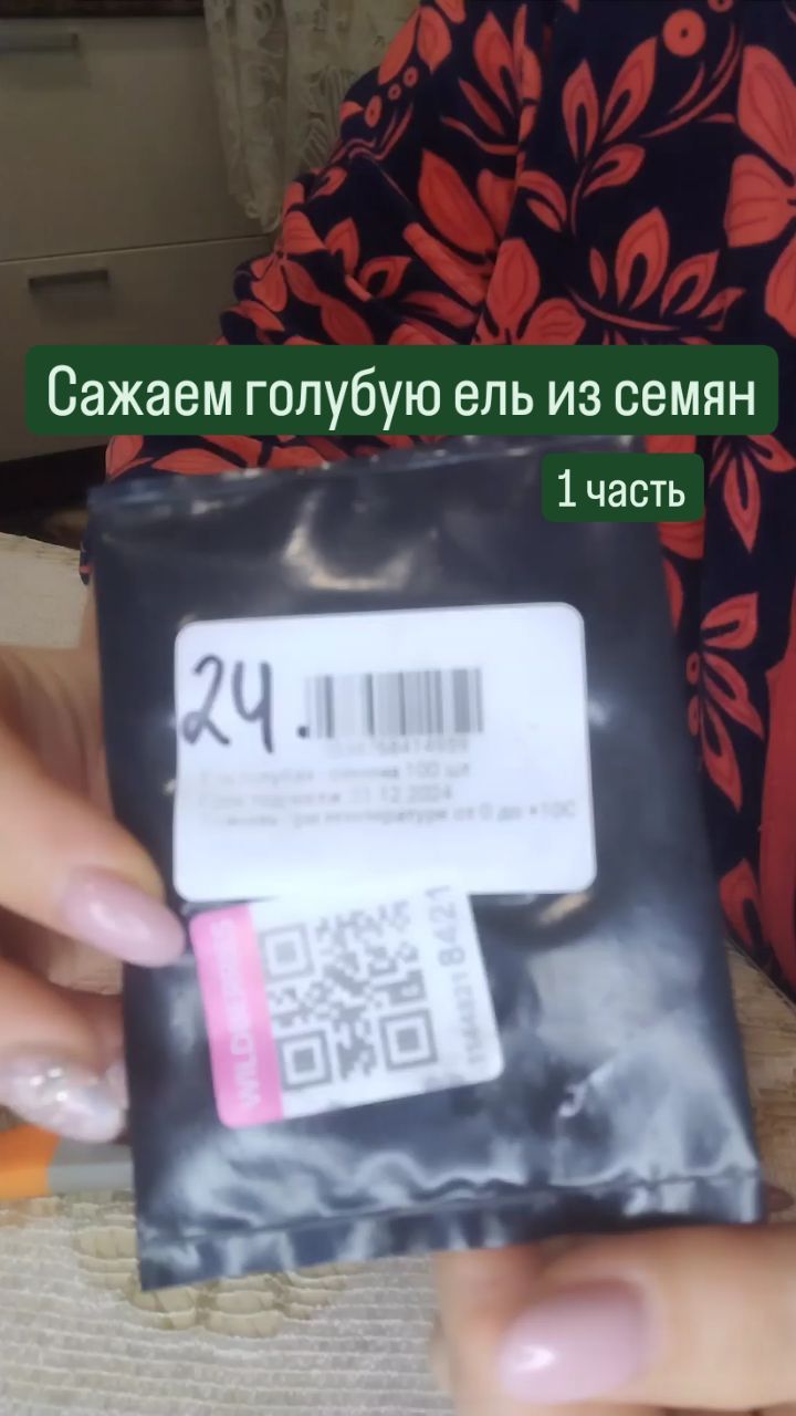 missisvaflia в LOOKY. #ленинградскаяобласть,#ленинградская_область,#Поркузи,#поркузи,#сажаемвместе,#посадки,#голубаяель,#лунныйкалендарь,#ель,#сажаемель,#сад,#хвойныевсаду. ‼️САЖАЕМ ГОЛУБУЮ ЕЛЬ...