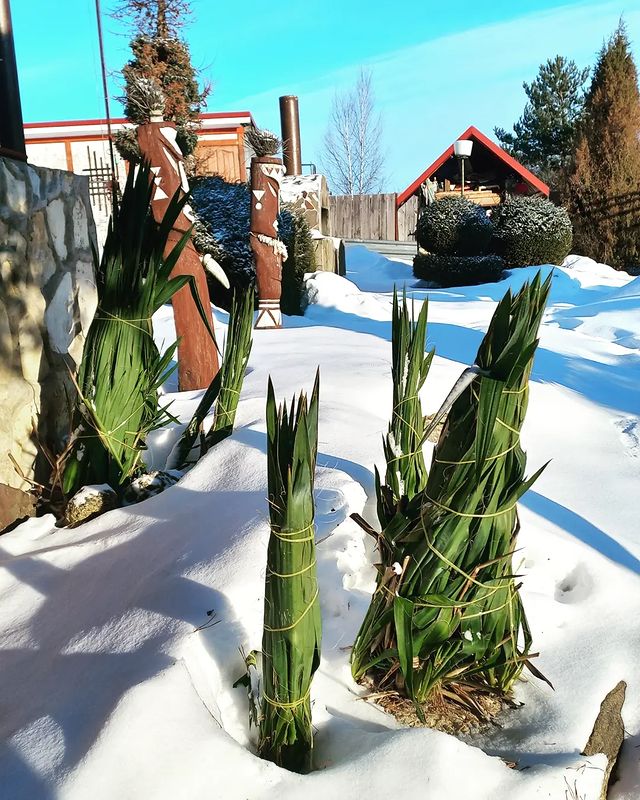 green_._style в LOOKY. #ландшафтныйдизайн,#зима,#лето,#снег#солнце#цветы#красота,#природа,#загородныйдом,#подмосковье#москва#,#юкка#удивительноерядом,#beautiful,#garden,#flowers,#amazing,#gardening,#landscapedesign,#photooftheday,#wildnature#moscow#winter,#summer,#yucca,#top#magic,#__green_style__. Прекрасная и удивите...