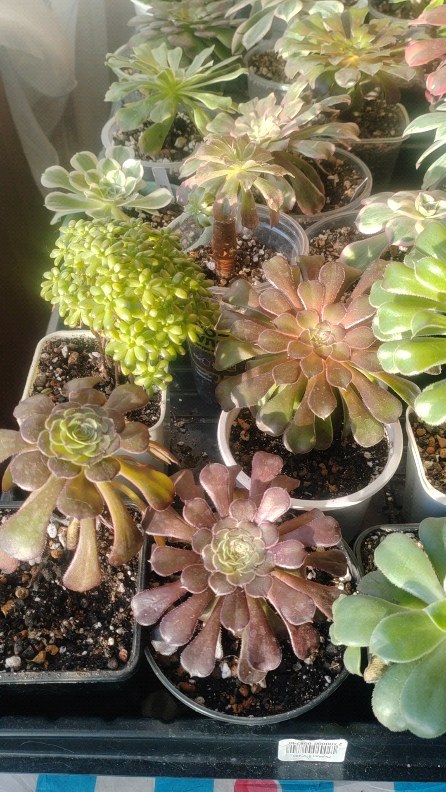 pautinka_club в LOOKY. #цветы,#хобби,#суккуленты,#эониум,#паутинка,#succulent,#flowers,#succulove,#aeonium. Моя коллекция эониум...