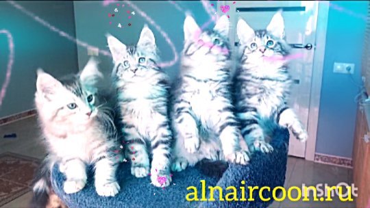 alnaircoon в LOOKY. #мейнкунблаговещенск,#мейнкунпродажакотят,#мейнкунырулят,#мейнкун,#мейнкунпитомник,#питомникмейнкун,#альнаирмейнкун,#альнаир,#питомникальнаир,#котятки,#котятанапродажу,#кунята,#купитькотенкамейнкун. Малыши, есть  красив...