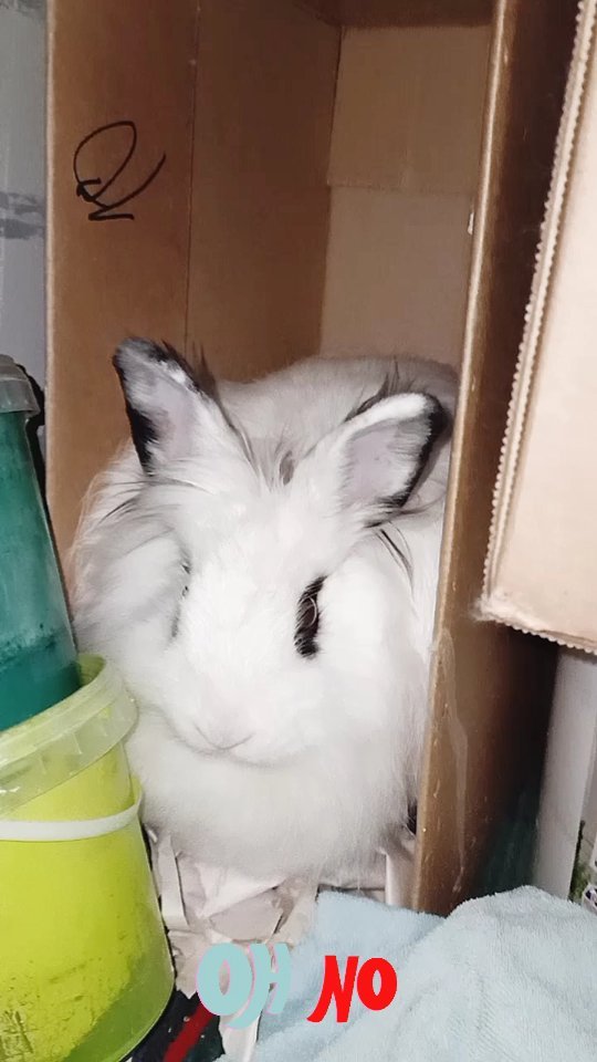 zefirka_bunny в LOOKY. #crazy#rabbitstagram#bunnylover#kawaii#yummy#petlover#crazybunny,#pets#rabbitlover#crazyrabbit#кролик. Ни проходит ни дня, ...