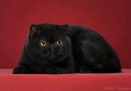 happyfriendcattery в LOOKY. . null