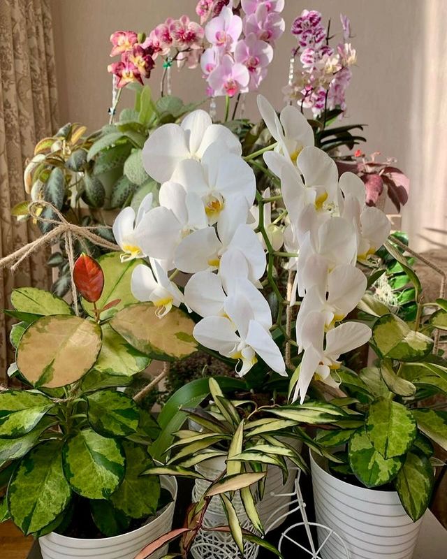 catherine___garden в LOOKY. . null