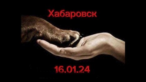 alinka484500 в LOOKY. . В Хабаровске началас...