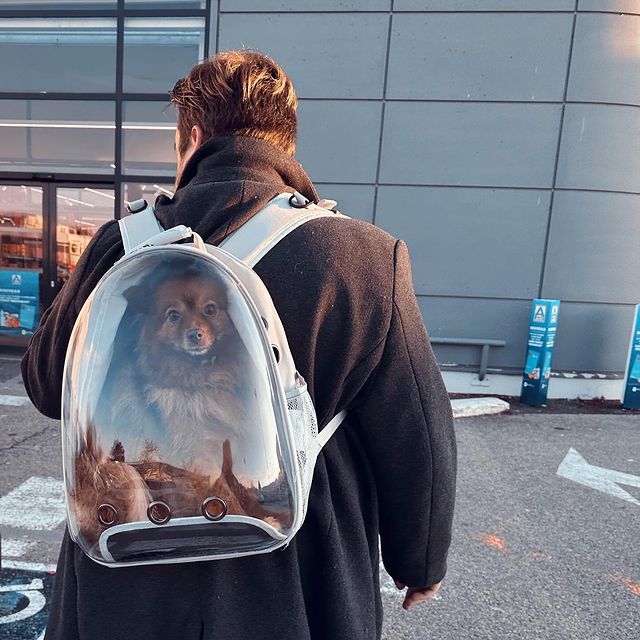 TheFooxy в LOOKY. #dog,#spitzlovers,#spitz,#animal. La seule solution po...