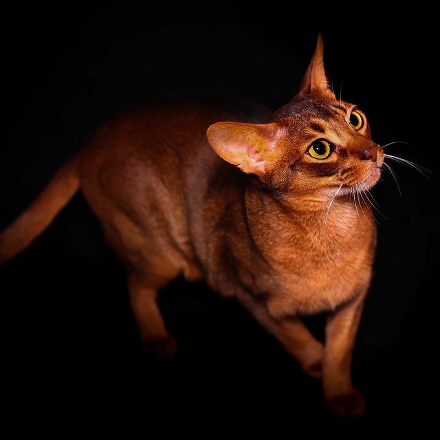 _kirillsaprykin_ в LOOKY. #аббисинец,#абиссинскаяпорода,#аббисинскаякошка,#абики,#аббисинскийкот,#аббисинский,#абиссинскаякошка,#абикионитакиеабики,#абикионитакиеабики❤️,#абикионитакиеабики💞🐈,#abyssinian,#abbyssiniancats,#abbysharm,#abbyssiniancat,#котики😻,#котофото,#кот,#cat,#cats,#catsofinstagram,#canonrussia,#canon📷,#canonphoto,#canonphotographers,#canonr5,#кэнон,#кэнонроссия. #аббисинец #абиссинс...