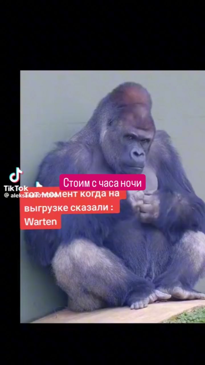 myxoboy71 в LOOKY. . null
