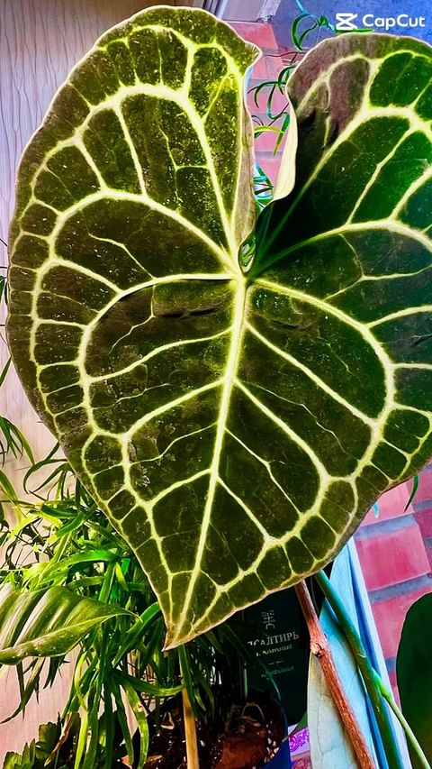 marino_dottore в LOOKY. . Моя прЕЕЕлесть 
💚💚...