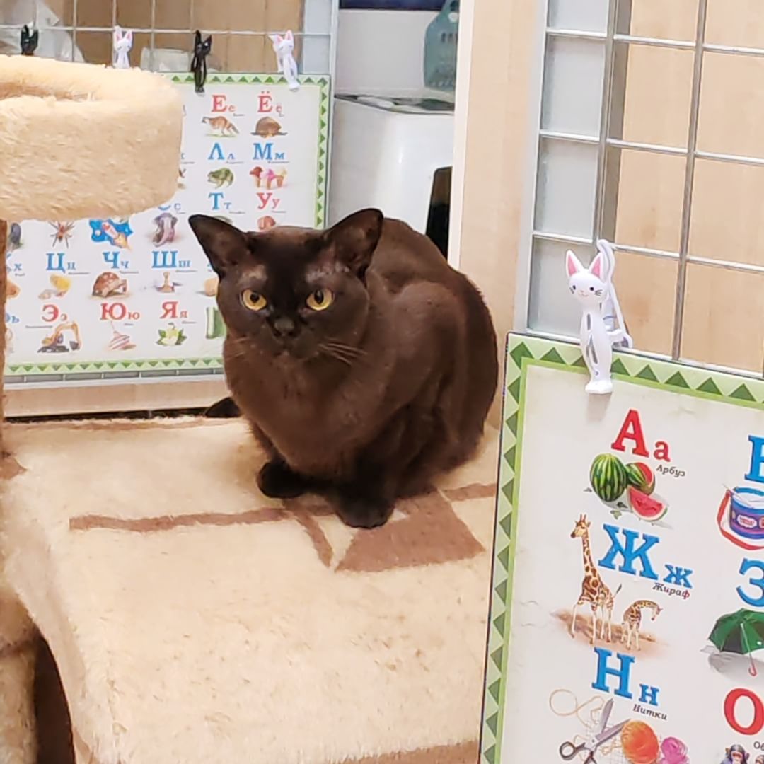 hotel_kotfelix в LOOKY — фото 9