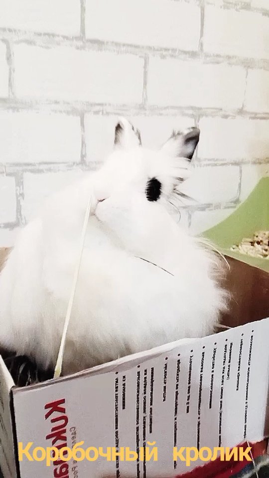 zefirka_bunny в LOOKY. #crazy#rabbitstagram#bunnylover#kawaii#yummy#petlover#crazybunny,#pets#rabbitlover#crazyrabbit#кролик. Представляю вашему в...